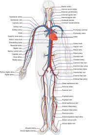 Hma practical 3 for monday july 23 and wednesday july 25. Circulatory System Labels Biology Diagram Free Image From Needpix Com