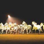 haflinger luber aussergewohnliche haflinger hengste haflinger quadriga claus luber untermassing greding luber haflinger pferd pferde fotografie hengst