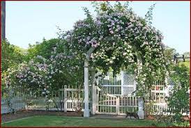 Maybe you would like to learn more about one of these? Climbing Miniature Roses Gowing Over An Arch As A Cat Walks By New Dawn Climbing Rose Climbing Roses New Dawn Rose