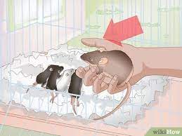Baby field mouse in hand. 3 Ways To Save A Baby Wild Mouse Wikihow