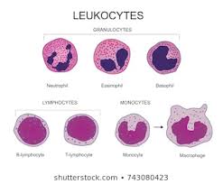 similar images stock photos vectors of leukocyte series