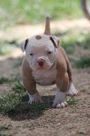 Short, stocky and muscular, the pocket pitbull is clever, loyal and as playful as any other dog breed who enjoys plenty of activity and human interaction. Pitbull Puppy Puppies Cute Animals Cute Puppies