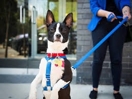 One month free pet insurance. 11 Best Spots For Pet Adoption Nyc Families Need To Explore