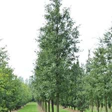 Image result for Necepsia castaneifolia