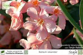 Department of agriculture plant hardiness zones 8. Oleander Lachs Nerium Oleander Pflanze Fesaja Versand