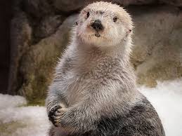 Otter is where conversations live. Sea Otter Habitat Sea Otter Habitat Aquarium Of The Pacific