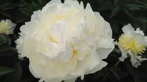 Feel free to contact us and we will inform you the best way we can. Peony Ivory Victory Www Peonyshop Com Youtube