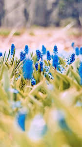 You can also upload and share your favorite flowers 4k wallpapers. Blue Flowers Spring 4k Ultra Hd Mobile Wallpaper