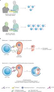 Cytolysis - Biology As Poetry