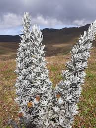 Image result for Senecio lewallei