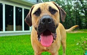 Daughters of the utah pioneers museum. Southern Utah Adoptable Pets Guide
