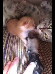 Hunter Ve Yavrusu Ruzgar