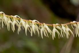 Image result for Bulbophyllum josephi