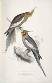 Illustrations Of The Family Of The Psittacidae Or Parrots Category Illustrations Of The Family Of Psittacidae Or Parrots 1832 By Edward Lear Parrot Painting Bird Illustration Cockatiel