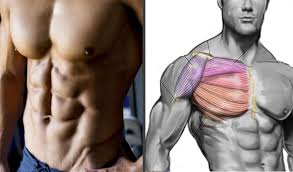 Greater breastplate minor breastplate previous serratile subclavian. Most Effective Chest Exercises According To Science Fitness And Power