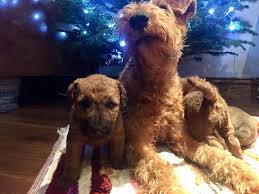 The cheapest offer starts at £100. Irish Terrier Puppies We Love Irish Terriers