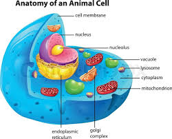 Animal cell with label and function. Illustration Of The Anatomy Of An Stock Vector Colourbox