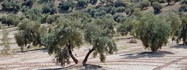 Hojiblanca Between Tradition And Avant Garde Vegetable Oil Industry