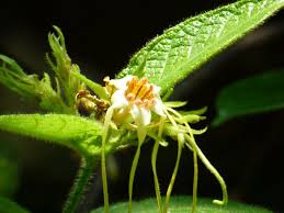 Image result for Strophanthus kombe