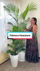 Palmera Hawaiana Es De Sol O De Sombra