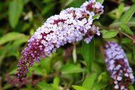 We did not find results for: Flutterby Grande Blueberry Cobbler Podaras 4 Pp22109 From Nvk Nurseries