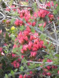 Image result for Schotia afra