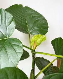 Image result for Ficus tremula