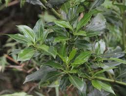 Image result for Haumaniastrum coriaceum