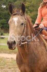 The american buckskin association registry associatoin inc, is an equine color association registering horses, ponies, miniature horses, and mules of buckskin, dun, red dun, dunalino, and grulla colors. Wildleder Pferd Stockfotos Freeimages Com