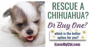 Over 4 weeks ago on advertigo. Should You Rescue A Chihuahua Or Buy One From A Breeder I Love My Chi