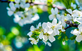Flowers Wallpapers Page 1 Hd Wallpapers Apple Flowers Hd Flower Wallpaper Flower Desktop Wallpaper