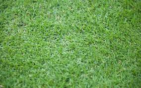 Recommendations were for fairly heavy and frequent watering to get germination. How To Plant A Zoysia Grass Lawn Grass Maintenance Scotts