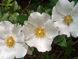 Its small flowers have white petals and yellow centers. Campbell Vaughn How About A New State Flower For Georgia News The Augusta Chronicle Augusta Ga