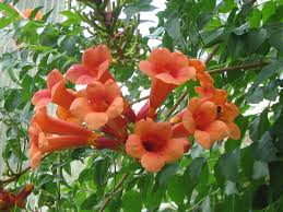 These garden plants are shipped right to your door and guaranteed to thrive. Grobe S Nursery And Garden Centre Newest Vines