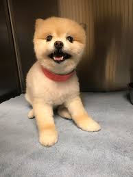 Search, discover and share your favorite fluffy dog gifs. Dog Or Toasted Marshmallow Aww