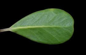 Image result for Mimusops obtusifolia