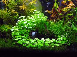 The Planted Tank Forum Planted Aquarium Goldfish Aquarium Aquarium Fish