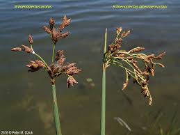 Image result for Schoenoplectus sp.no.1