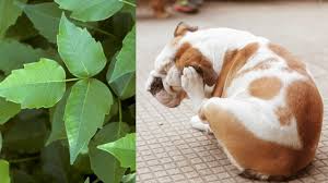 How to treat poison ivy and reduce discomfort. Poison Ivy And Dogs What It Looks Like Symptoms Treatment Dogtime