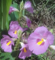 Image result for Siphonochilus