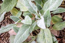It is cultivated over much of the temperate world as an ornamental plant. How To Grow And Care For Lamb S Ear Plants