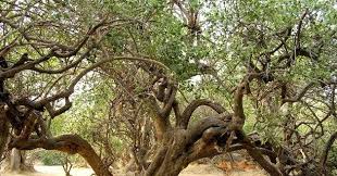 Nidhivan Vrindavan निधिवन वृंदावन History and Timing