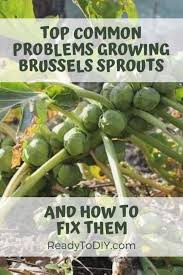 Anonymous planted brussels sprouts last may, never saw a single sprout, now full of yellow flowers. Top Common Problems Growing Brussels Sprouts And How To Fix It Ready To Diy