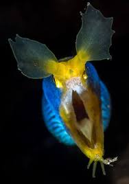 Image result for Rinorea elliptica