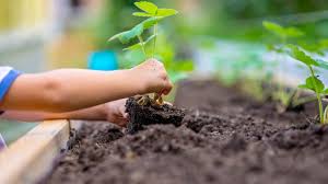 Get Kids Involved in Gardening for ...