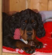 We did not find results for: Gordon Setter Puppies In Switzerland Irish Red Setters English Springer Spaniels