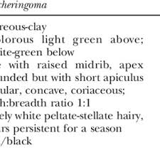 Image result for Cola mossambicensis