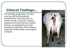 The rumen produces a lot of gas from the fermentation of food, and goats (as well as all other ruminants) normally get rid of this gas by belching. Digestive System Diseases Ruminants Actinomycosis Lumpy Jaw L