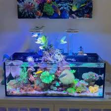 Beli produk aquarium unik berkualitas dengan harga murah dari berbagai pelapak di indonesia. Akuarium Unik 350 Fotos Professionelle Dienstleistung Jakarta Indonesien
