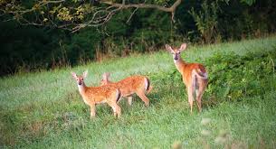 what is the gestation period for whitetail deer reference com